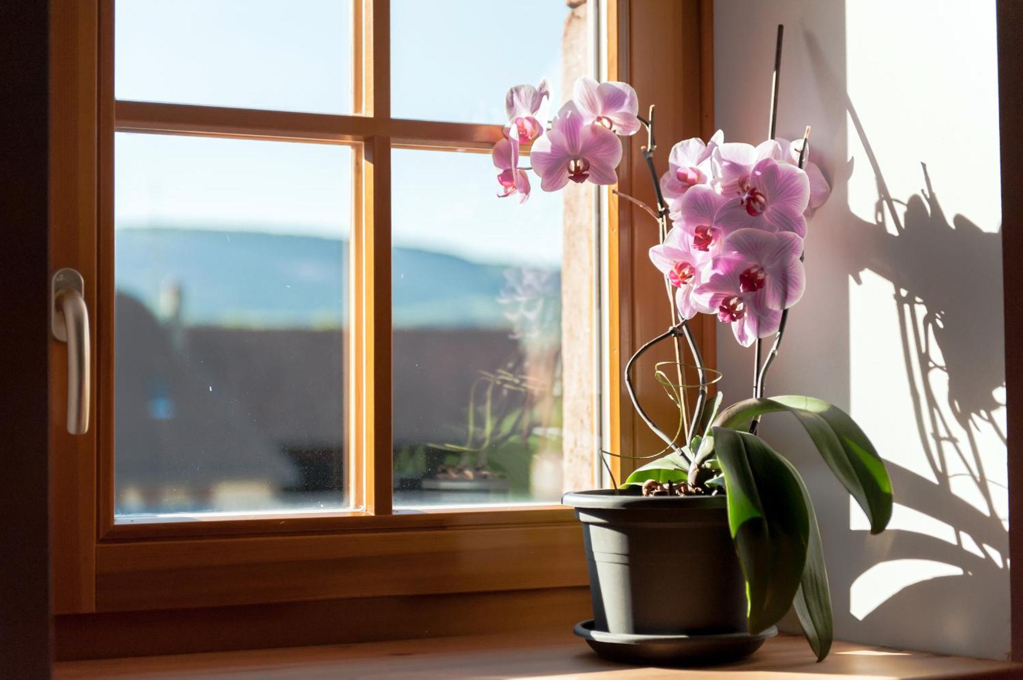 La Maison D'Emilie Pfaffenheim Kültér fotó